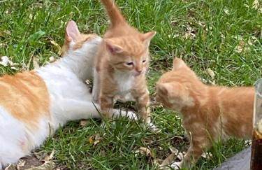 Ferienwohnung auf einem Resthof zentral gelegen mit viel Natur und Tieren - Foto 23