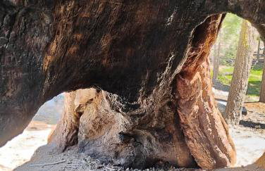 Peaceful Pines Place, a cozy mountain hideaway wAC - Foto 59