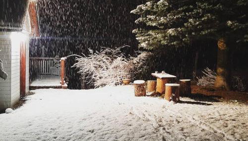 Niezapominajka - Foto 2