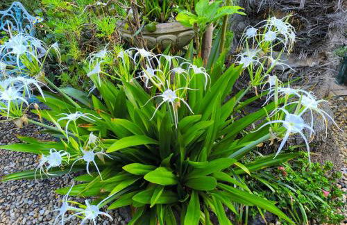 Casa Flora Garden Studio (Gite) - Foto 17