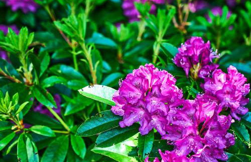 Holly House - Photo 28