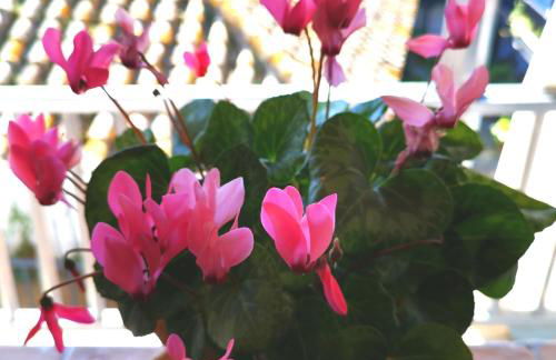 Andalusian Courtyard - Foto 25