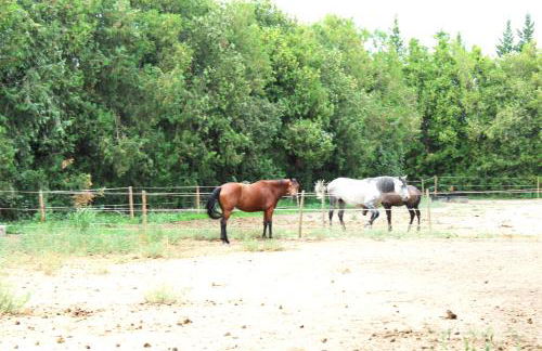 Le Petit Saint Trophime - Foto 18