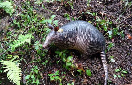 Alugo minha casa na floresta! - Foto 42