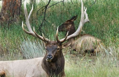 Amazing 3200Sq ft Upgrade Log Cbn GameRoom HotTub - Foto 51