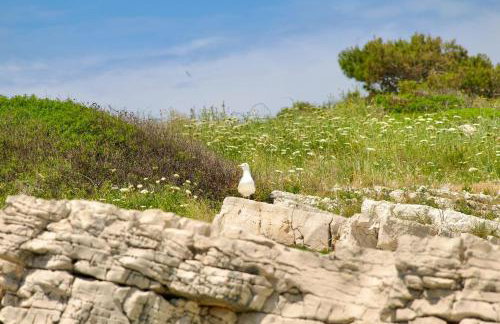 Thodoroulis - Foto 13