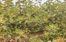 Villa galana - Foto 10