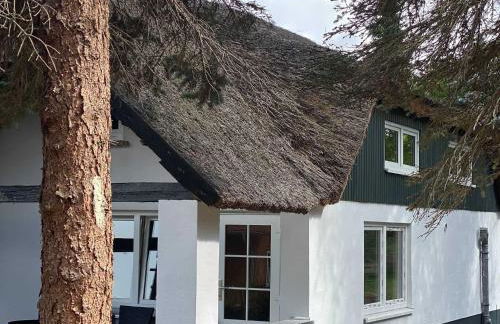 Reethus Rotbuche - Foto 21