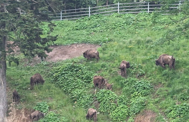 Korona Bieszczad Premium Apartments - Foto 71