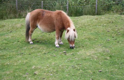 Ardgarry Farm - Photo 39