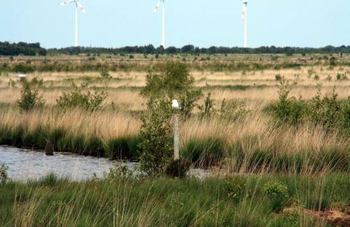 Frieslands Ferienwohnung - Foto 63