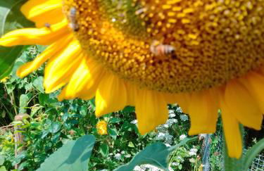 Gästehaus Brunhilde - Foto 29