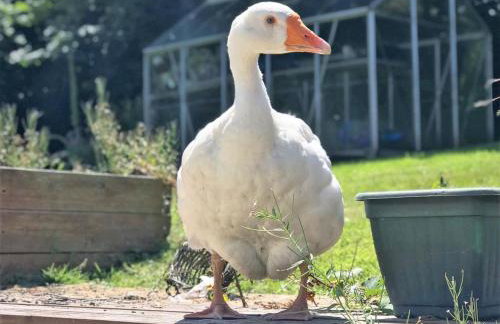 1 Bed in Launceston oc-36500 - Foto 10