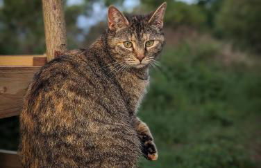 Bienenwagen Weitblick, Kamin, Sauna ganzjährig nutzbar - Foto 11