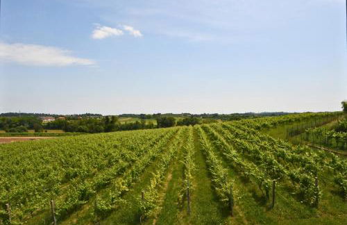 Melina's Wine Retreat - Foto 16