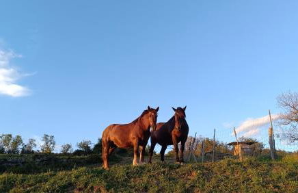 Agriturismo Podere Tegline - Foto 8