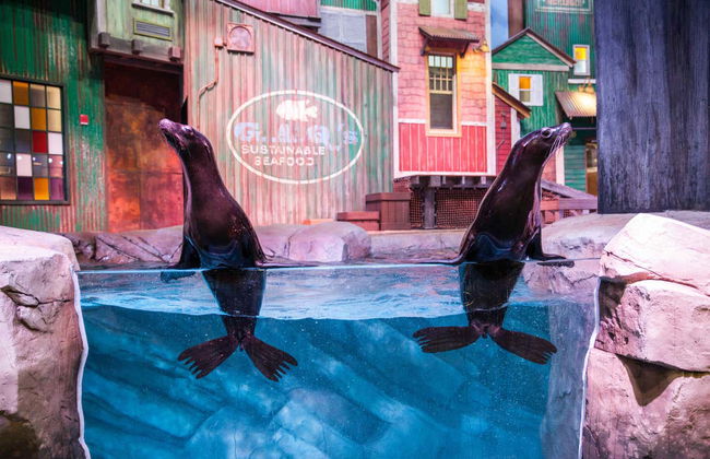 Entrada al Acuario de Georgia - Foto 7