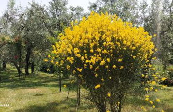 Podere San Pierino - Foto 19