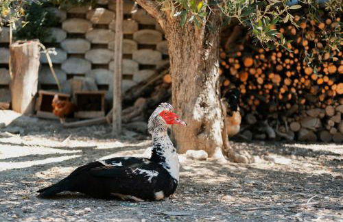 Fattoria Cerqua Rooms and more - Foto 27