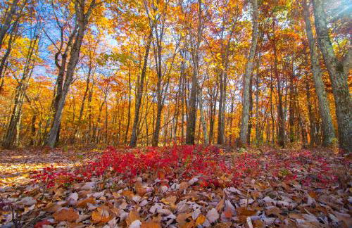 Stunning Poconos Villa- Hot Tub, Pool, Game Room, BBQ & more - Foto 10