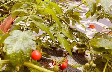 Bienvenidos a la Pequeña Selva de Legnalife - Foto 32