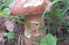 Casa del Puiat - Foto 18