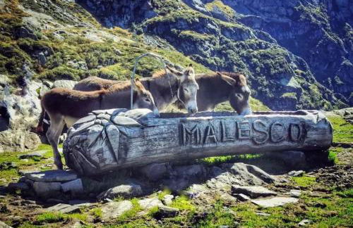 Appartamento vista Monte Rosa, giardino in Residence Walser a 10minuti da Macugnaga - MONTEROSAFLAT - Foto 77