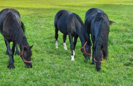 Apartament Pod Skarpą z balią Wieżyca - Foto 7