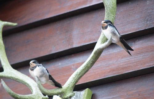 Wheat Cottage - 5* Cyfie Farm with private covered hot tub - Foto 20
