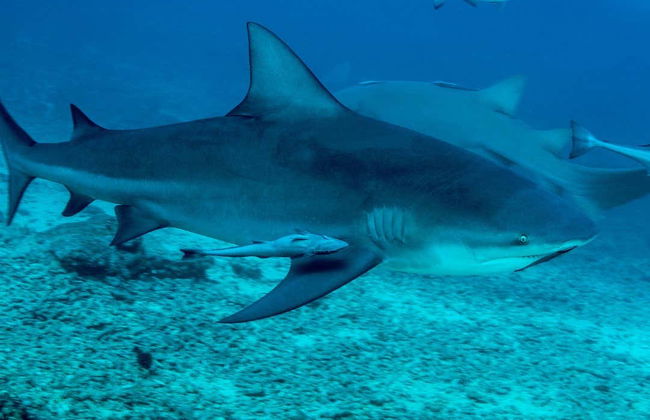 Plongée avec les requins-bouledogues à Playa del Carmen - Photo 2