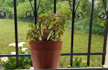 Casa de Corbelle - Foto 6