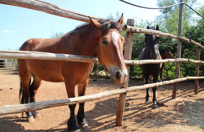 Bioagriturismo Masseria Sciaiani Piccola - Photo 28