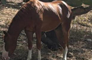 Villa Liliana - Foto 30