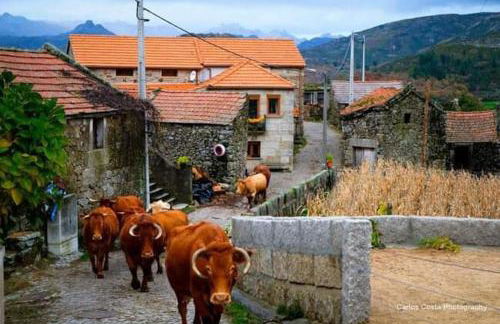 Casa Albelo do Gerês - Foto 70