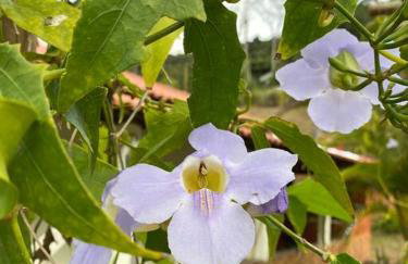 Casa de Campo Chácara Recanto da Águia - Foto 31