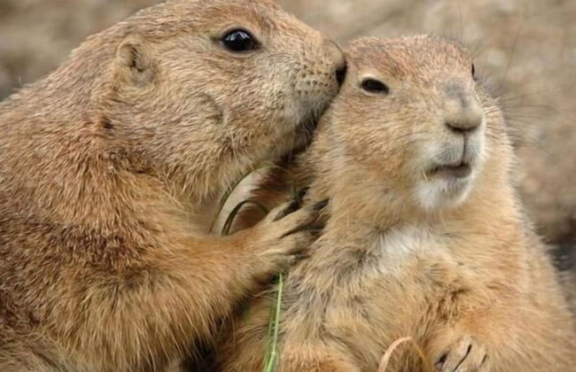 Residence L'Horizon Blanc - Photo 44