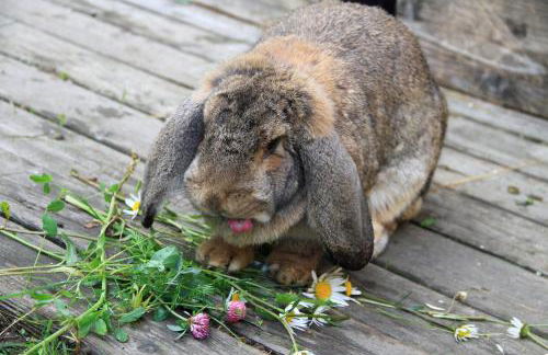 Residence Bannwald - Photo 6