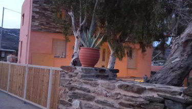Blue Agave - Foto 5