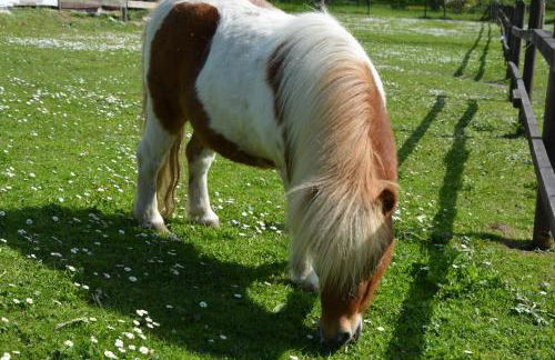 Reethäuser auf Rügen - Foto 22