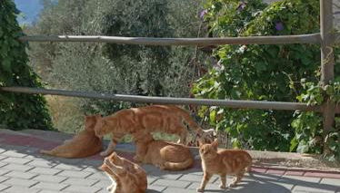 Casa Blanca, Acequias, Lecrin valley, Granada - Foto 2