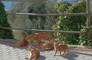 Casa Blanca, Acequias, Lecrin valley, Granada - Foto 2