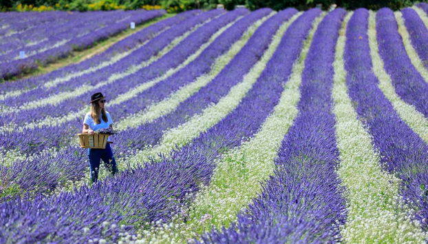 Entrance to Lavender Fields - Foto 2