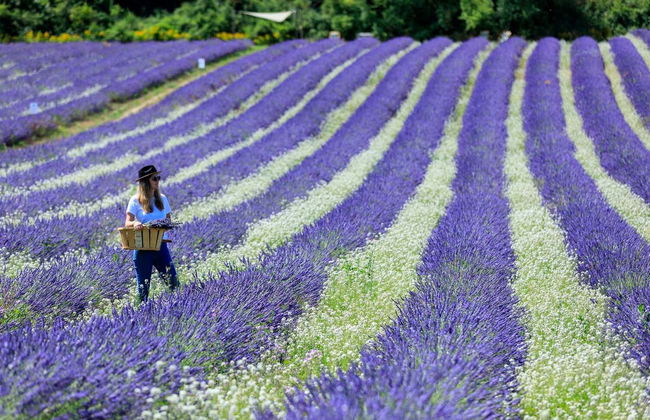 Entrance to Lavender Fields - Photo 2