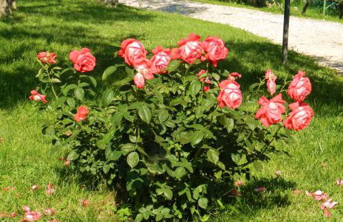 Agriturismo Assisi La Rocca - Foto 9