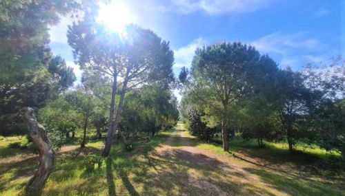 Il Lentischio del Sinis - Photo 4