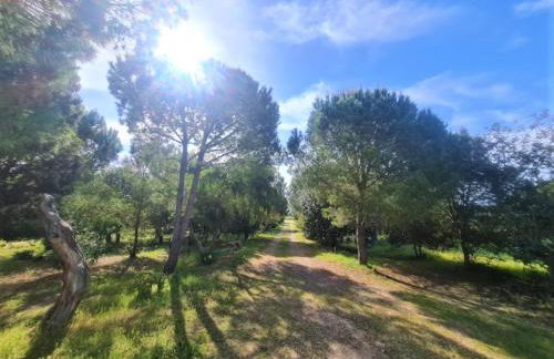 Il Lentischio del Sinis - Foto 4