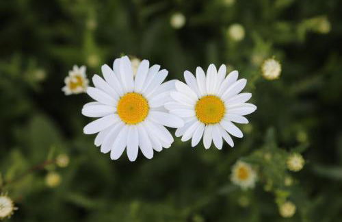 Gite montgolfiere - Foto 15