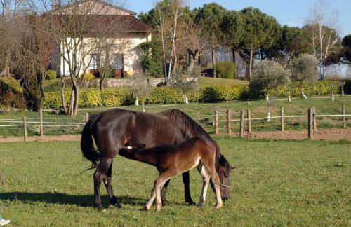 Trebisonda Country Resort - Foto 6