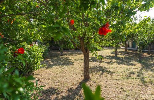 Midori-an 緑庵 - The Garden - Foto 48