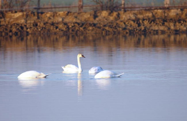 Resort in Lido di Spina Near Adriatic Coast - Foto 31